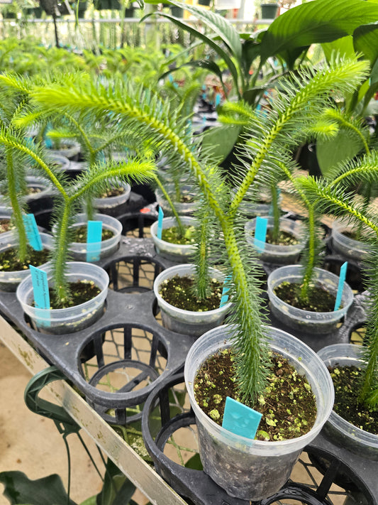 Lycopodium Huperzia Squarrosum 4" pot size