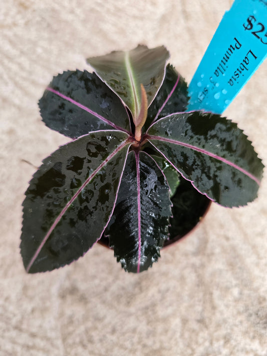 Labisia Pumila 3" pot size