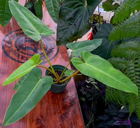 Philodendron Giganteum x Billietiae 'Jungle Giant' 3" size