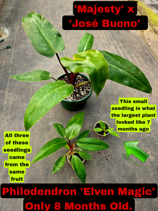 Philodendron Elven Magic 3" pot size