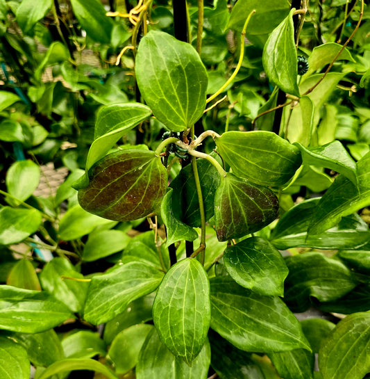 Hoya Quinquenervia 4" pot size